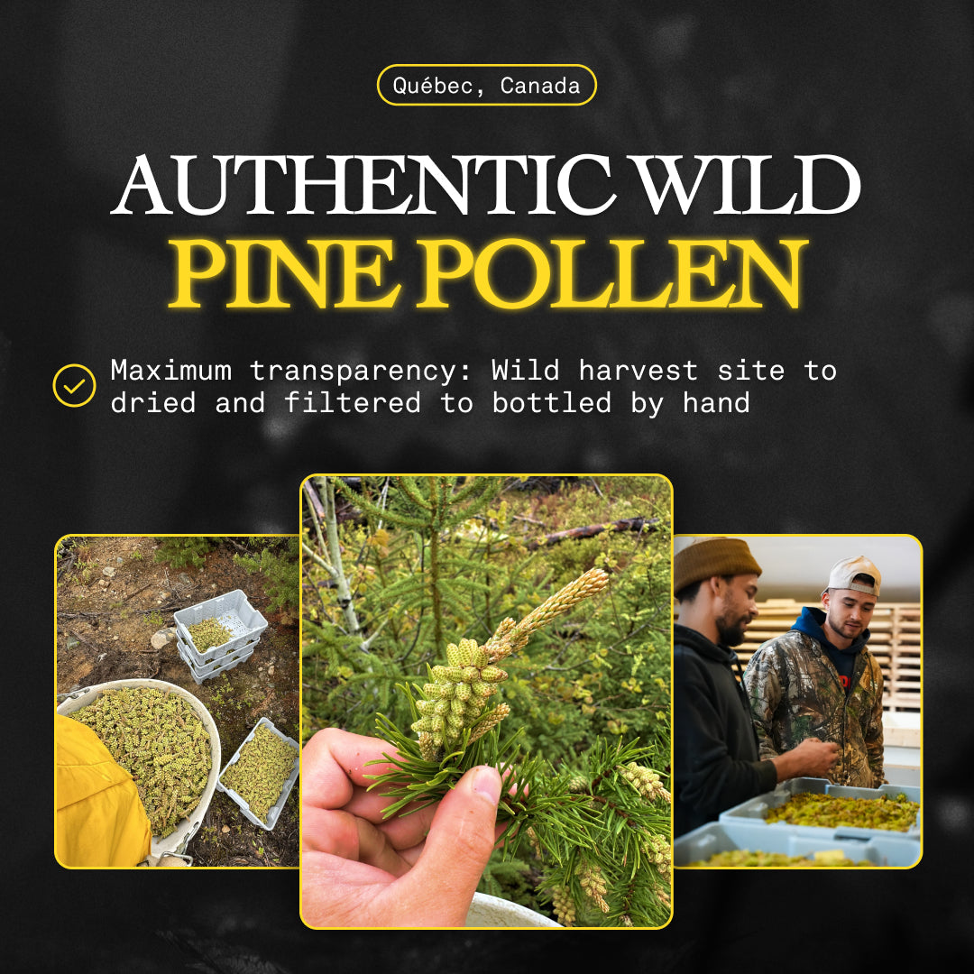 Pine Pollen Supplement for Women's Energy & Hormone Balance